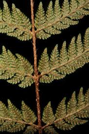 Image result for Ctenitis