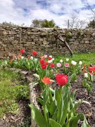 How to take care of a tulip plant. Tulip Planting Bulbs And Advice On How To Care To Increase Yearly Blooms