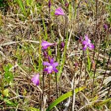 Image result for Blotiella sinuata