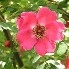 Gap photos/neil holmes quick buy licenses: Rosa Moyesii Geranium Trevor White Roses