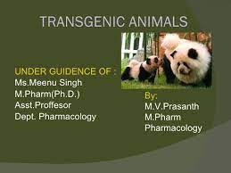 Transgenic Animals Ppt