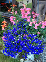 Pin On Flowers And Gardens
