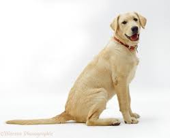 Dogs Golden Retriever Golden Lab Puppy Labrador