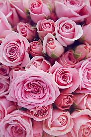 Pin By Adie Capers On My Next Projects Beautiful Flowers Pink Roses Pretty Flowers