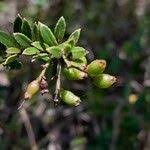 Image result for Vaccinium madagascariense