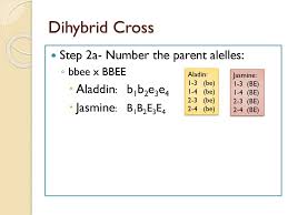 Available for pc, ios and android. Dihybrid Cross Ppt Download