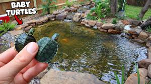 Check spelling or type a new query. 2 Baby Turtles Get First Home In My Pond Youtube