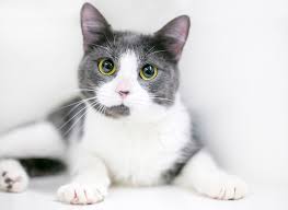 175+ adjectives words to describe a cat. 30 Cat Puns That Are Absolutely Hissterical Best Life