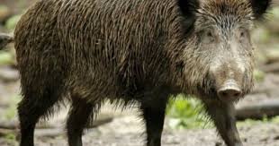 Uberraschungsgast In Lobitzsch Was Machte Das Wildschwein Im Swimmingpool Wildschwein Schwein Wild