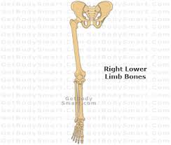 Get our awesome anatomy emails! Getbodysmart Com Anatomy Bones Lower Limb Limb