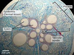 Plant Tissues And Organs Biology I