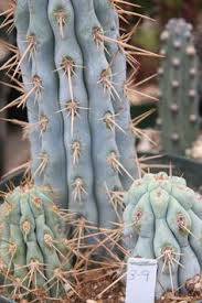 On the armendaris ranch, prickly cholla cactus segue into plains of black grama grass. 27 City Of Truth Or Consequences Ideas In 2021 Truth Or Consequences City New Mexico