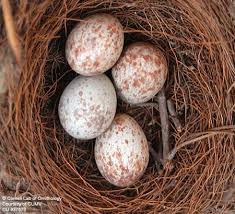 Bird Eggs For Sale Online Mocking Bird Eggs Bird Eggs Bird Species Beautiful Birds