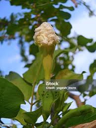 Image result for Dolichandrone alba