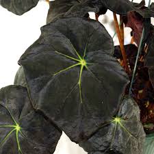 Image result for Begonia princeae