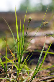 Image result for Carex cognata