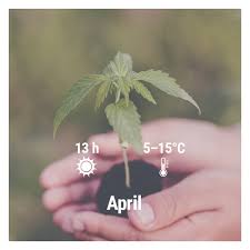 Strain selection is a crucial part of a successful outdoor grow, read about it more in the section about cannabis strain selection. How To Grow Cannabis Outdoors In Germany Month By Month In 2021 Rqs Blog