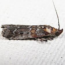 Image result for Anadelphia