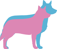 Maybe you would like to learn more about one of these? Australian Cattle Dog Dog Breed Facts And Information Wag Dog Walking