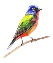Gambar burung cendet (pentet) png. Gambar Burung Cililinformat Png 25 Images Burung Vektor Png Burung Dokumen Abstrak Grafis Gambar Vektor Gratis Di Pixabay Happy House