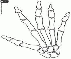 Download skeleton hand transparent and use any clip art,coloring,png graphics in your website, document or presentation. Bones Of A Human Hand Coloring Page Printable Game