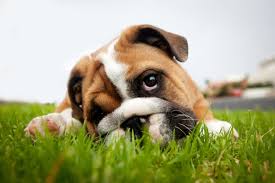 Worms In Dogs What Are The Types Symptoms And Treatments