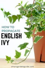 This propagation technique can also be used on other plants such as pothos. How To Propagate Ivy In Water Step By Step Guide Smart Garden Guide Ivy Plant Indoor English Ivy Plant Smart Garden
