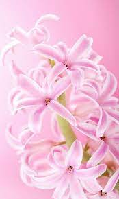 Pink Flowers Live Wallpaper Android Apps On Google Play Live Wallpapers Flower Wallpaper Pink Live