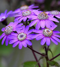 Image result for Stellaria sennii