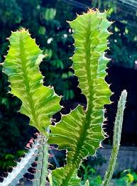 Image result for Euphorbia bougheyi