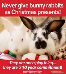 Rabbits Truths On Twitter Bunny Rescue Pet Rabbit Rabbit