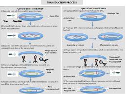 Difference Between Transfection And Transduction Definition Mechanism Types And Differences Definitions Cell Membrane Gene Therapy