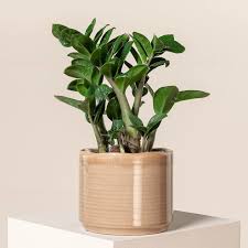 Image result for Heinsia zanzibarica