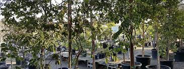 Things to do near daleys fruit tree nursery. Pin On Tropical Fruit