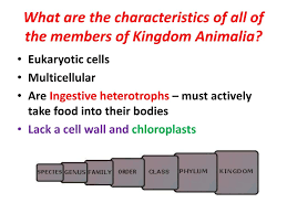 Check spelling or type a new query. Kingdom Animalia Ppt Download