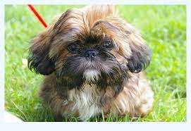 Search by desired gender, age, and more at puppyspot.com. Shih Tzu For Sale Near Me Dog Breed