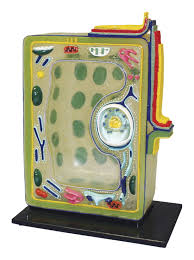 In the history of gc chloroplast research, chloroplast counting. Plant Cell Model School Specialty Canada