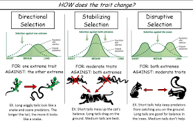 Would you like to write for us? Stabilizing Selection Definition Biology Example Stabilizing Selection In Evolution
