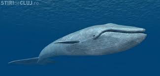 Pe 16 noiembrie el a fost arestat în sankt petersburg. Balena AlbastrÄ Face O NouÄ VictimÄ In Romania O TanÄrÄ De 15 Ani S Ar Fi Sinucis Din Cauza Jocului Stiri De Cluj