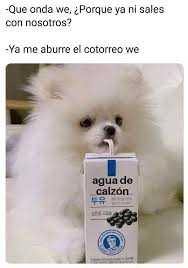 Bello Perro Blanco Tomando Agua De Calzon Memes Divertidos Memes Malos Meme Gracioso
