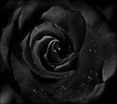 Red rose on black wallpaper and background image. Black Rose Schwarze Rose Rosentapete Creepy