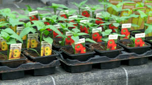 Das ist kein problem, denn tomaten wachsen auch sehr gut im topf! Blumen Korner Alles Rund Um Garten Und Balkon Youtube