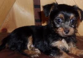 Don't forget to follow us on twitter @morkie_puppies check it out for adorable #morkies. Morkie Puppy For Sale In Michigan Petswall