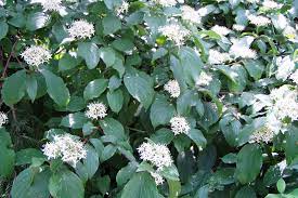 Hecken straeucher straucher sichtschutz good zaun sichtschutz. Schnellwachsende Baume Und Straucher Kaufen Native Plants