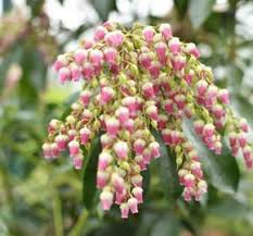 Image result for Pieris japonský debutante obrázek