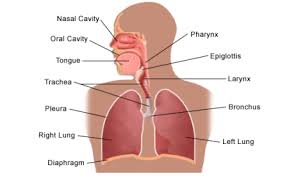 The main functions of the lymphatic system include: Explain The Relationship Between Function And Structure Of The Following Components Of The Respiratory System 1 Nasal Cavity 2 Pharynx 3 Larynx 4 Trachea 5 Pleural Membranes And Pleural Cavity 6 Lungs