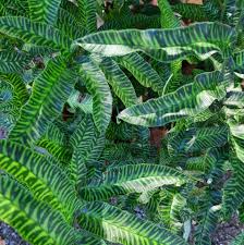 Image result for Coniogramme