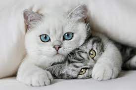 kedi piresi insana gecer mi cabuk mama