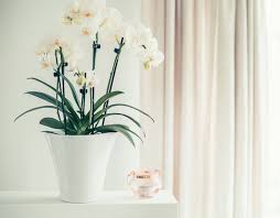 We did not find results for: 12 Indoor Plants Easily Found In Malaysia For A Healthier Home Propertyguru Malaysia