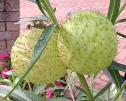 Image result for Gomphocarpus physocarpus